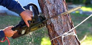 Best Tree Health Inspection  in Ord, NE