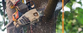 Best Emergency Tree Removal  in Ord, NE