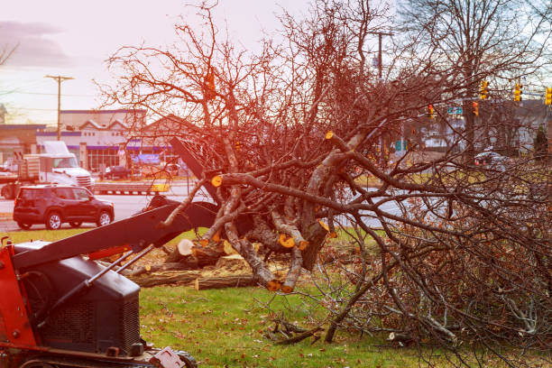 Best Seasonal Cleanup (Spring/Fall)  in Ord, NE