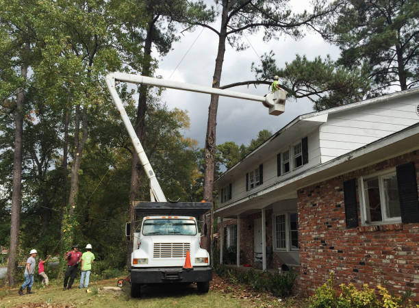 Best Tree Removal  in Ord, NE