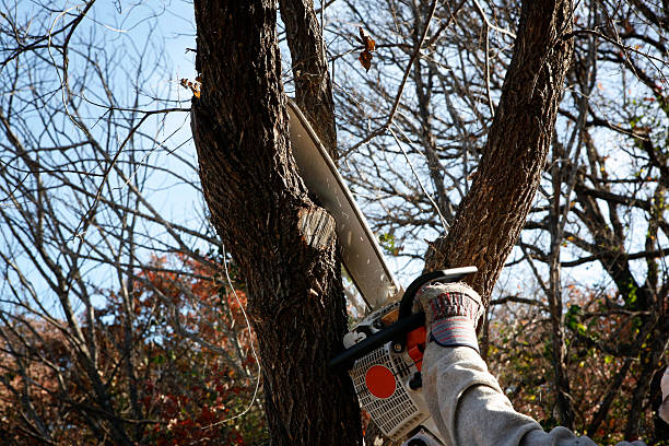 Best Fruit Tree Pruning  in Ord, NE