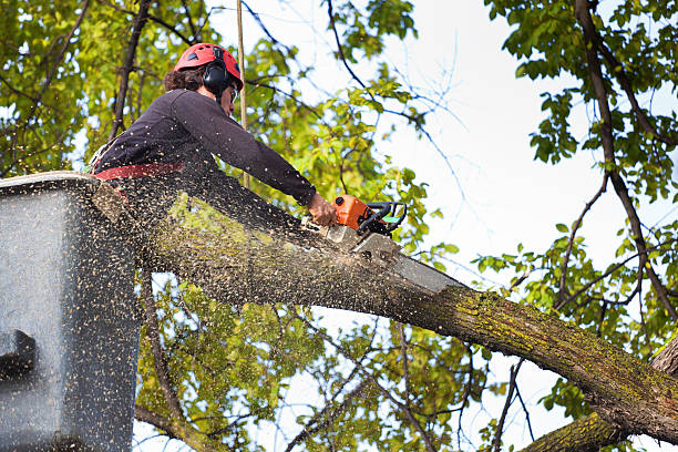 Best Tree and Shrub Care  in Ord, NE