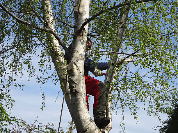 Best Tree Maintenance Programs  in Ord, NE