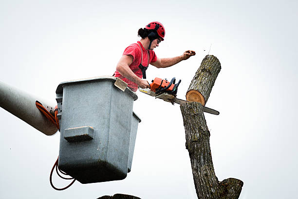 Seasonal Cleanup (Spring/Fall) in Ord, NE