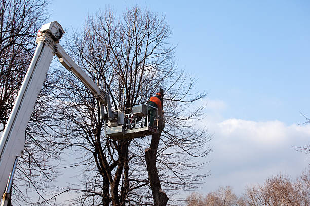 Best Commercial Tree Services  in Ord, NE