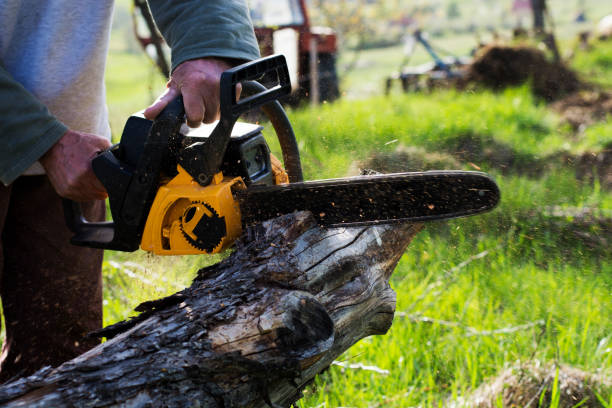 How Our Tree Care Process Works  in  Ord, NE